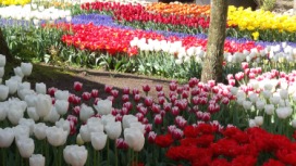 2014-04-17 Holland Tulips 65.jpg